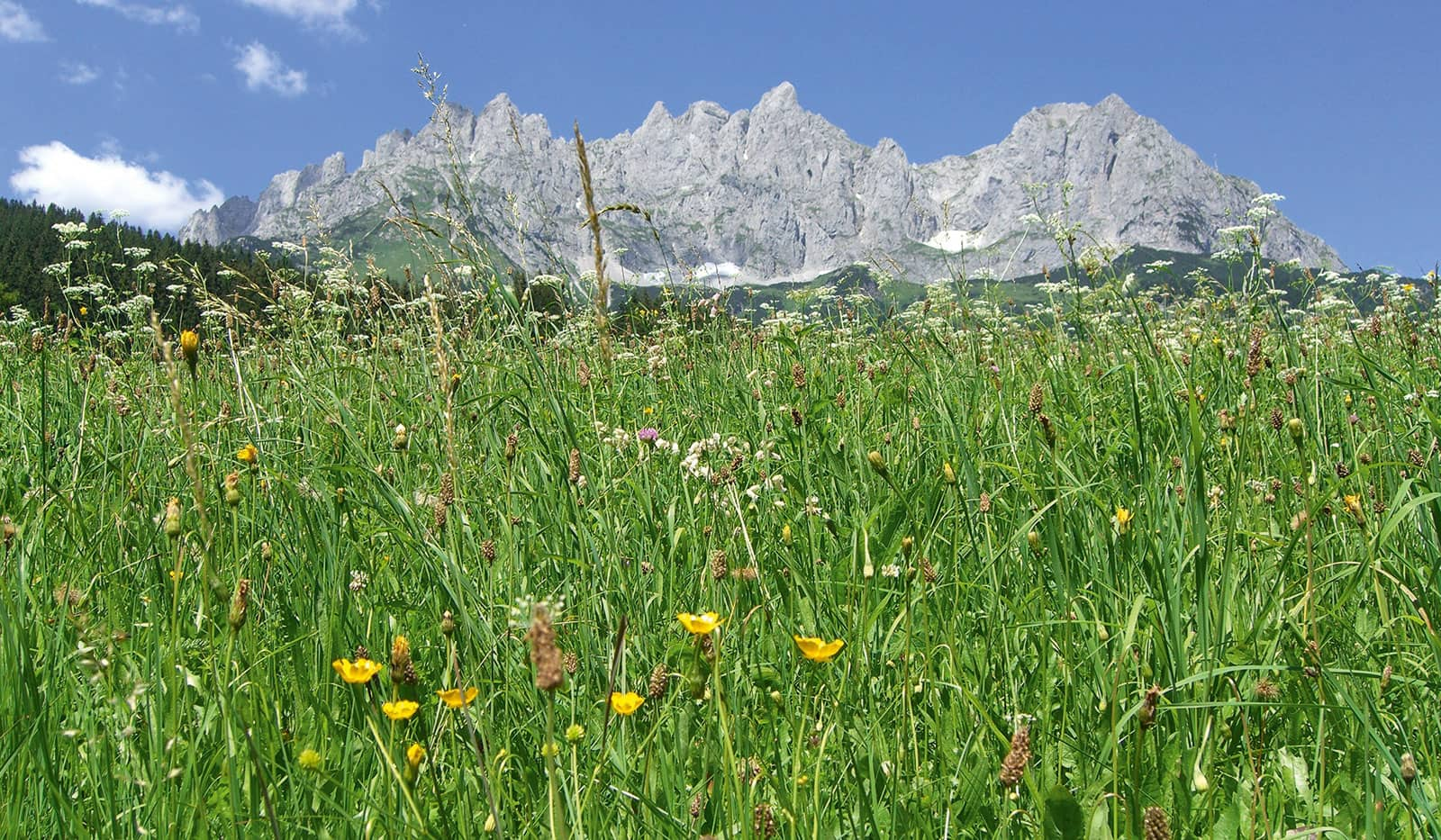 Wilder Kaiser